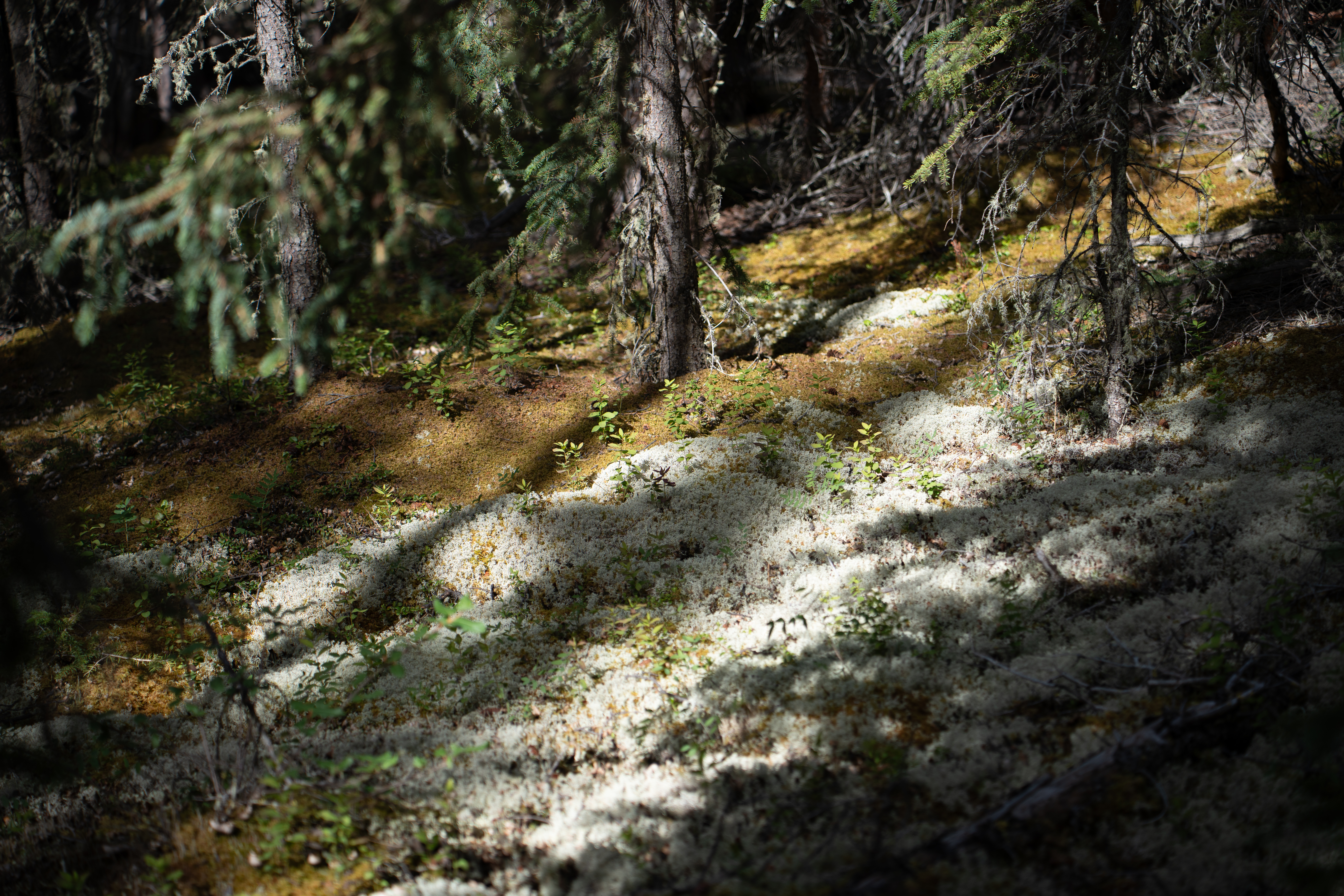 Woodland lichen patch in central Yukon. Photo credit: Sarah Naughtin